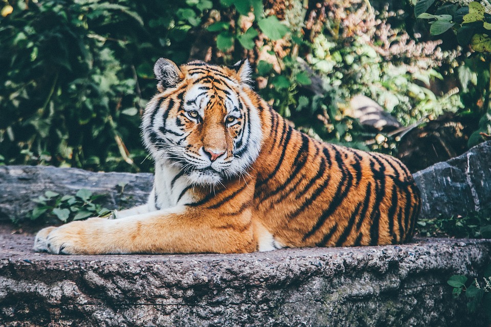 sonhar com tigre