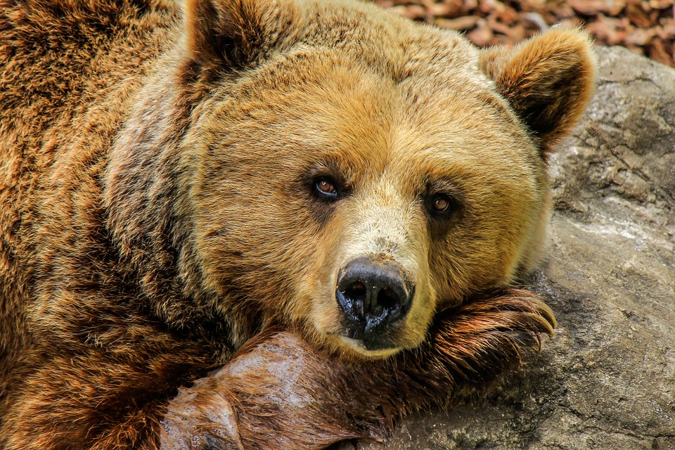 sonhar com urso