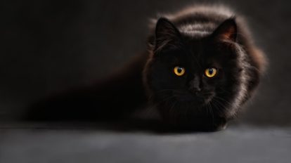 sonhar com gato preto