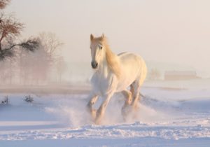 Sonhar com cavalo branco